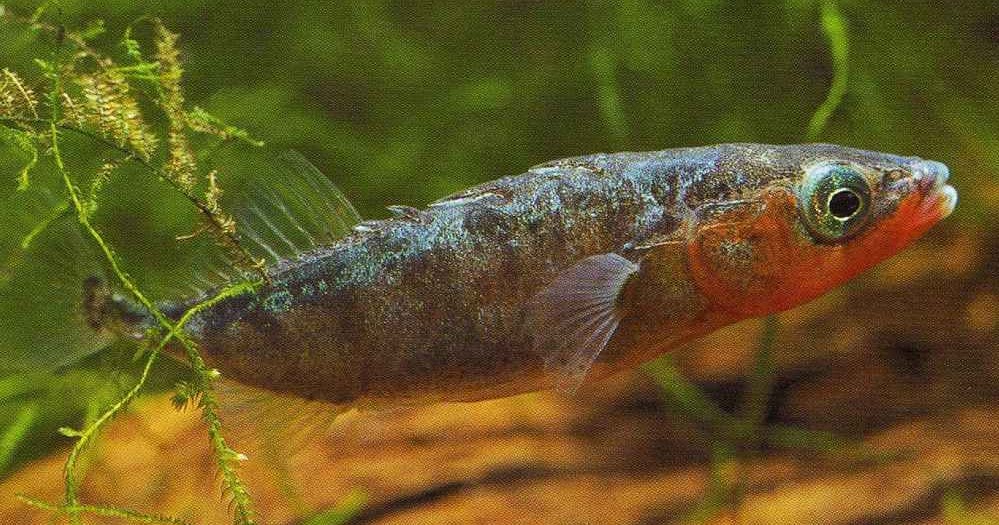 Evolución y Neurociencias: Estímulos Supernormales